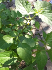 Solanum nigrum
