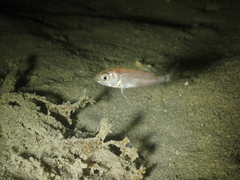 Pagellus erythrinus