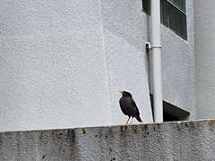 Acridotheres javanicus