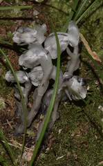 Monotropa uniflora