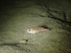 Pagellus erythrinus