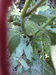 Solanum nigrum