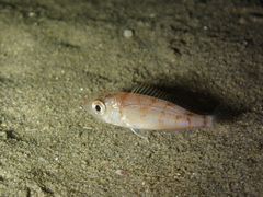 Pagellus erythrinus