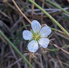Cherleria capillacea