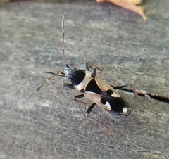 Raglius confusus