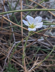 Cherleria capillacea