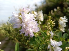 Vicia amurensis