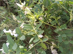 Vicia amurensis