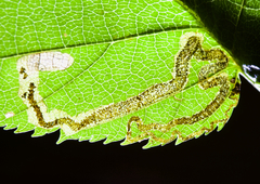 Stigmella lemniscella