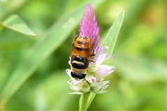 Phytomia