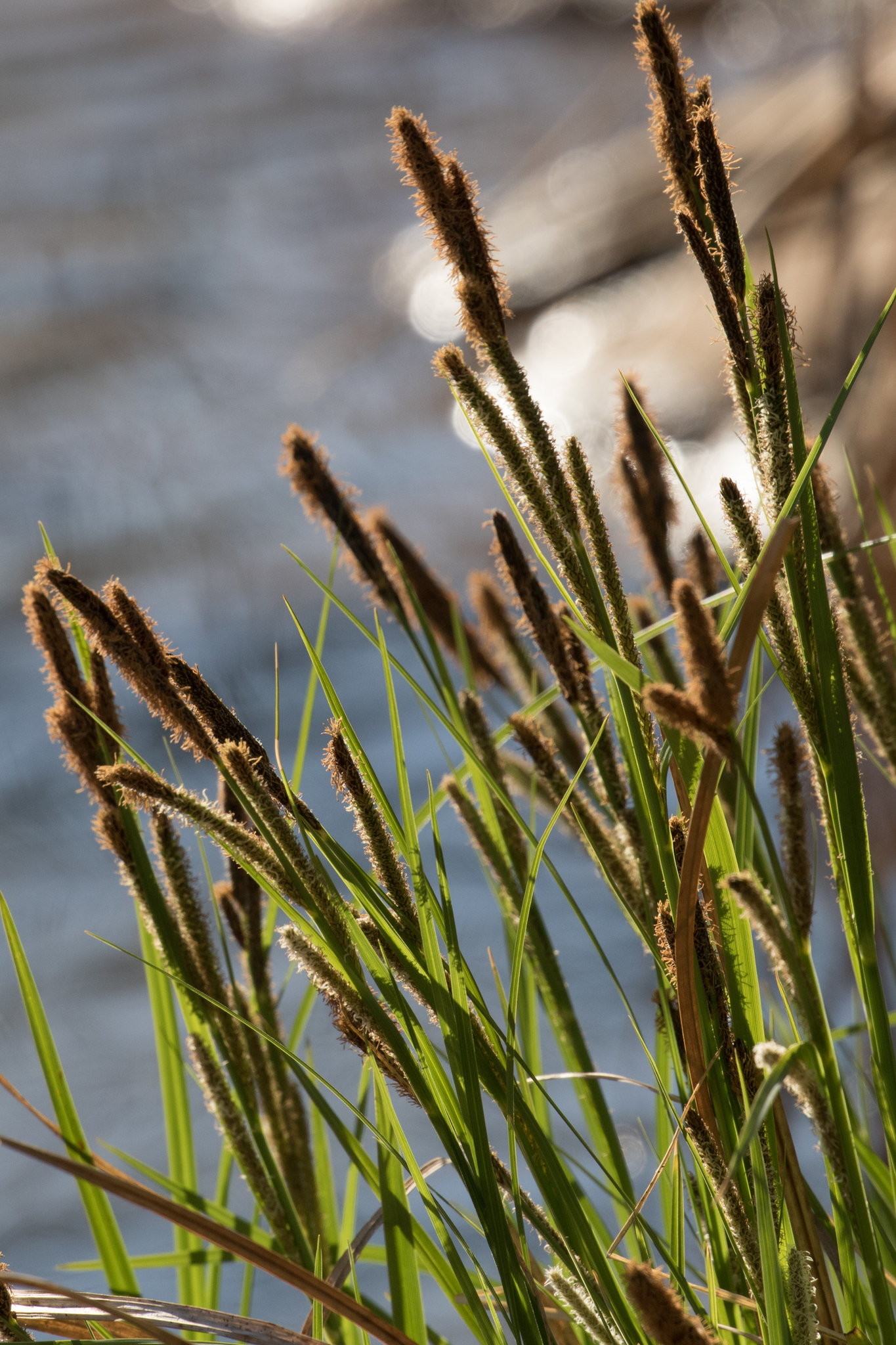 Carex emoryi