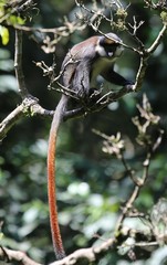 Cercopithecus ascanius