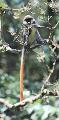Cercopithecus ascanius