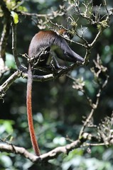 Cercopithecus ascanius