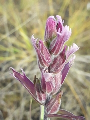 Castilleja rubra