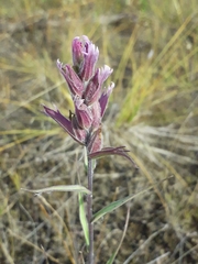 Castilleja rubra