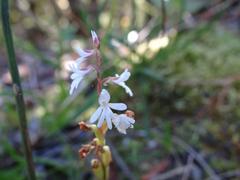 Holothrix parviflora