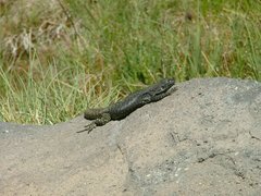 Liolaemus flavipiceus