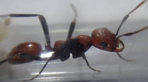 Shining Amazon Ant photo 2