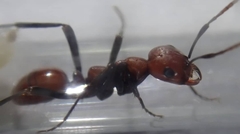 Polyergus montivagus