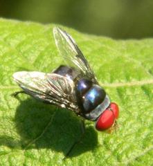 Chrysomya marginalis