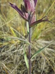 Castilleja rubra