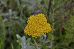 Helichrysum umbraculigerum
