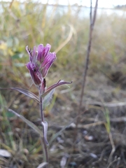 Castilleja rubra