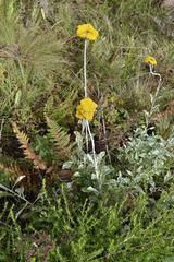 Helichrysum umbraculigerum