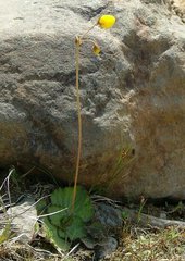 Calceolaria filicaulis