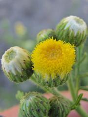 Nidorella pinnatifida