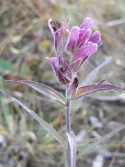 Castilleja rubra