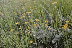 Helichrysum umbraculigerum
