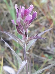 Castilleja rubra