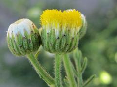 Nidorella pinnatifida