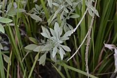 Helichrysum umbraculigerum
