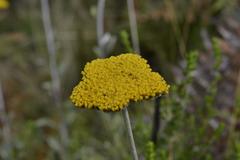 Helichrysum umbraculigerum
