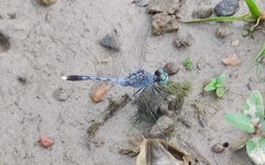Diplacodes trivialis