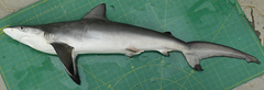 Carcharhinus sorrah