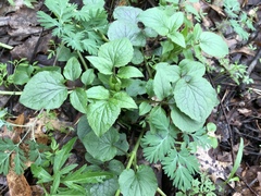 Valeriana pauciflora