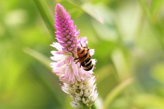 Phytomia
