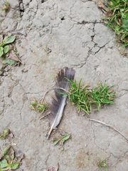 Columba livia domestica