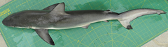 Carcharhinus sorrah
