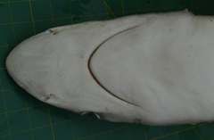 Carcharhinus sorrah