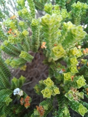 Euchaetis meridionalis
