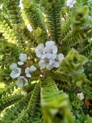 Euchaetis meridionalis