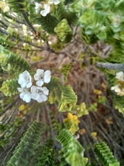 Euchaetis meridionalis