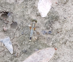 Diplacodes trivialis