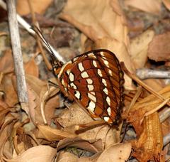 Byblia anvatara acheloia