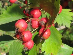 Crataegus submollis